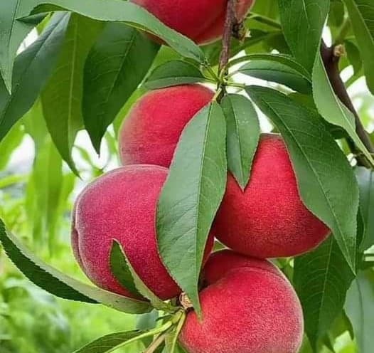 نهال هلو اسپرینگ کرست