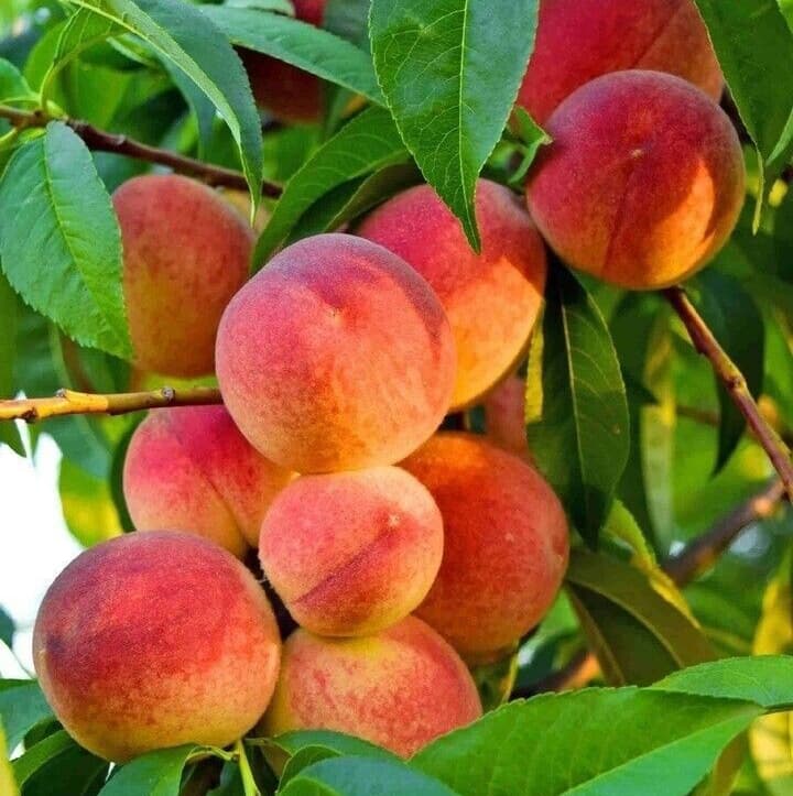 نهال هلو جی اچ هیل