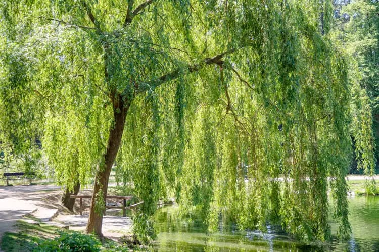 نهال بید مجنون پیوندی