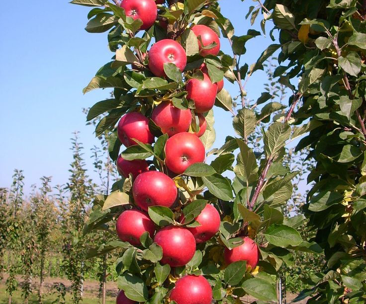 نهال سیب پایه مالینگ ام