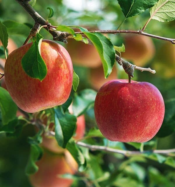نهال سیب پینگ لیدی