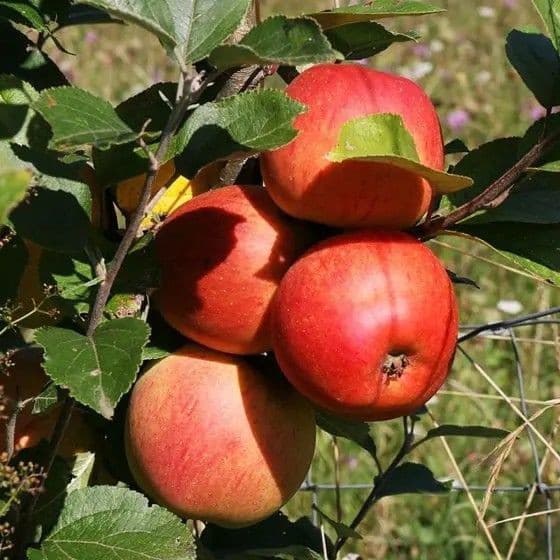 نهال سیب رد چف