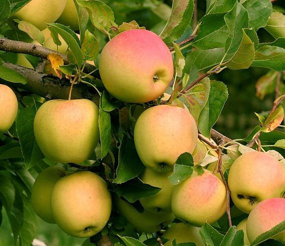 نهال سیب رندرز