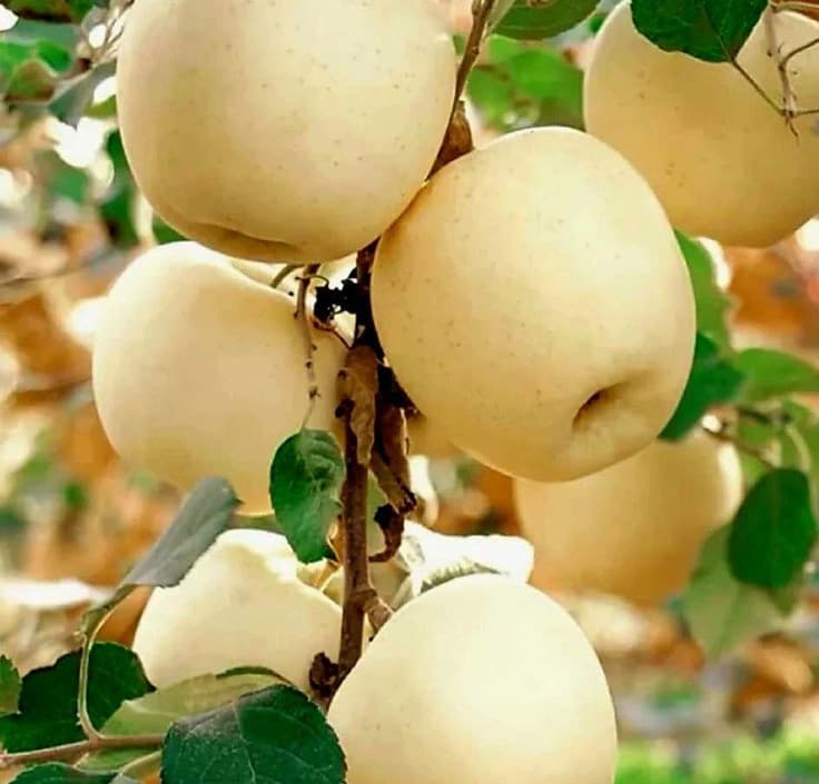 نهال سیب سفید قندی