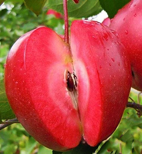 نهال سیب توسرخ