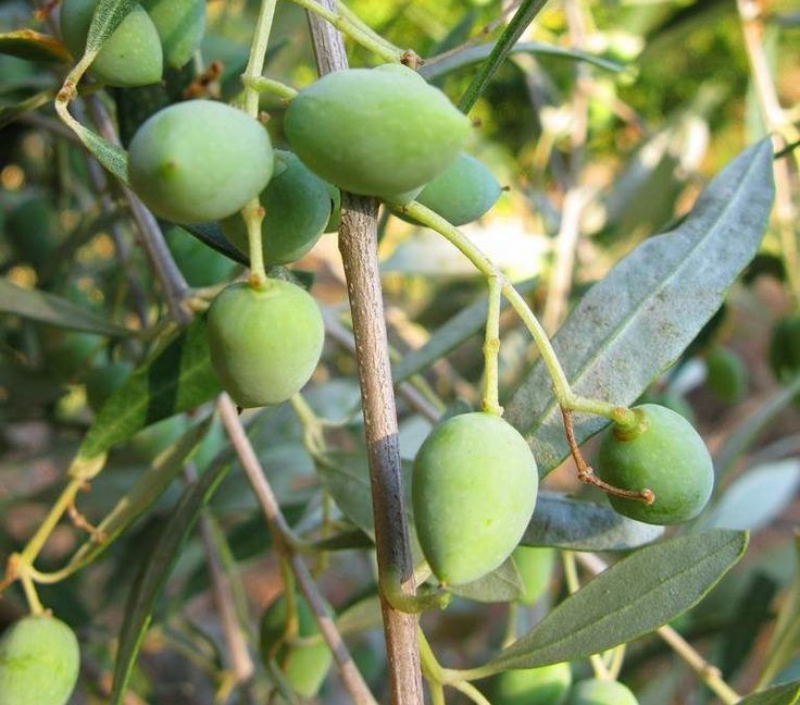 نهال زیتون سوری