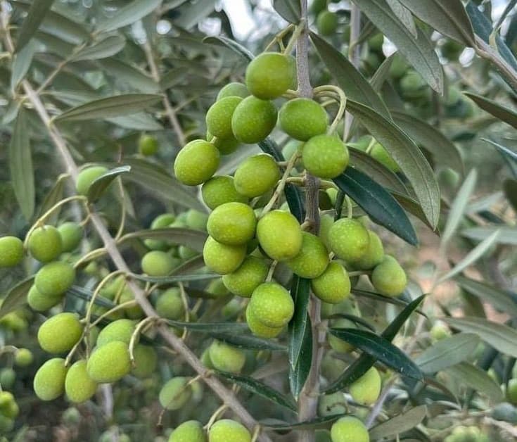 نهال زیتون مانزانیلا