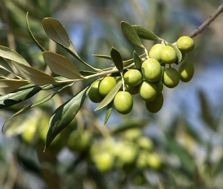 نهال زیتون سوری