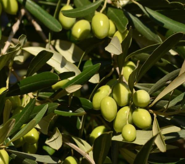 نهال زیتون الک ترکیه
