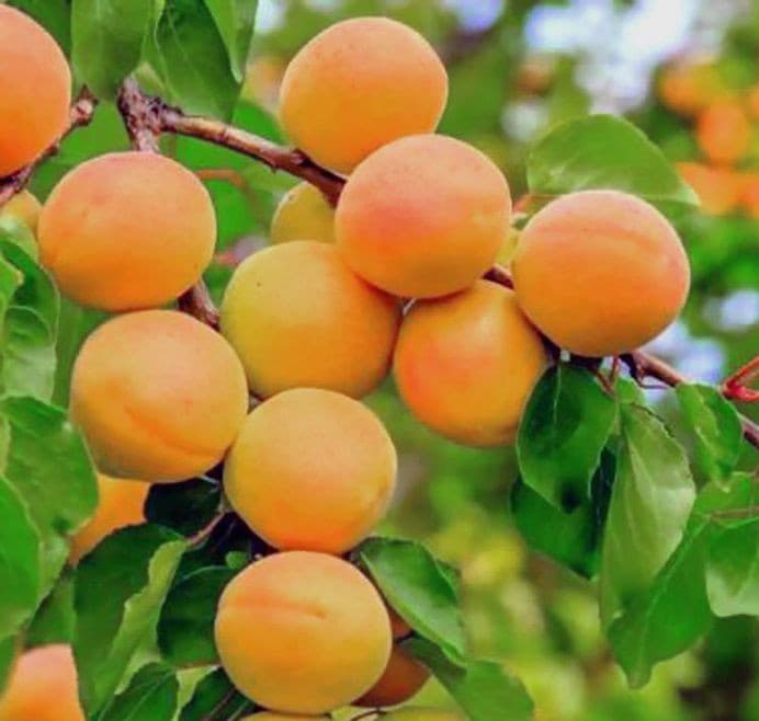 نهال زردآلو عسگرآباد