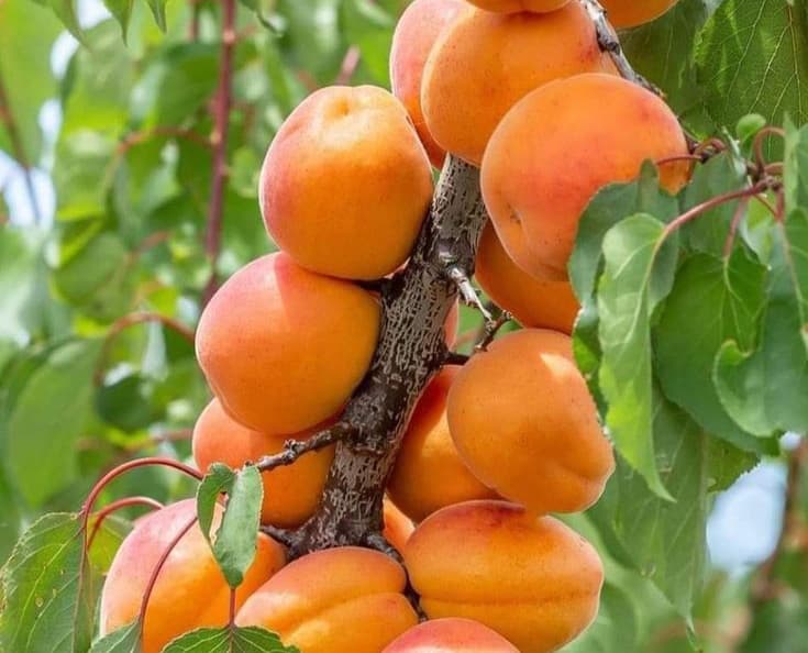 نهال زردآلو چتری