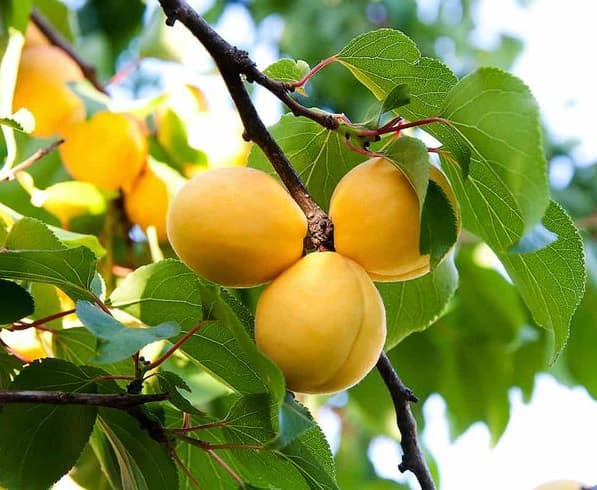 نهال زردآلو شاهرودی