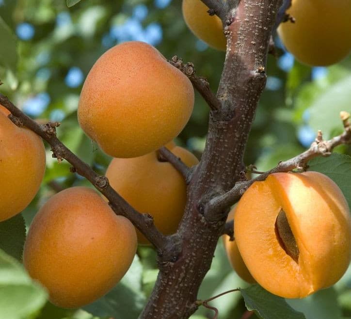 نهال زردآلو شکرپاره