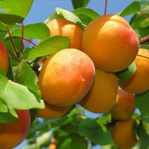 نهال زردآلو تخم‌مرغی
